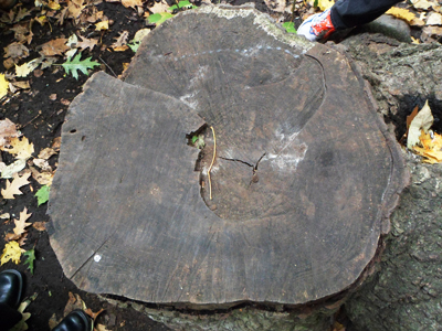 Old oak stump