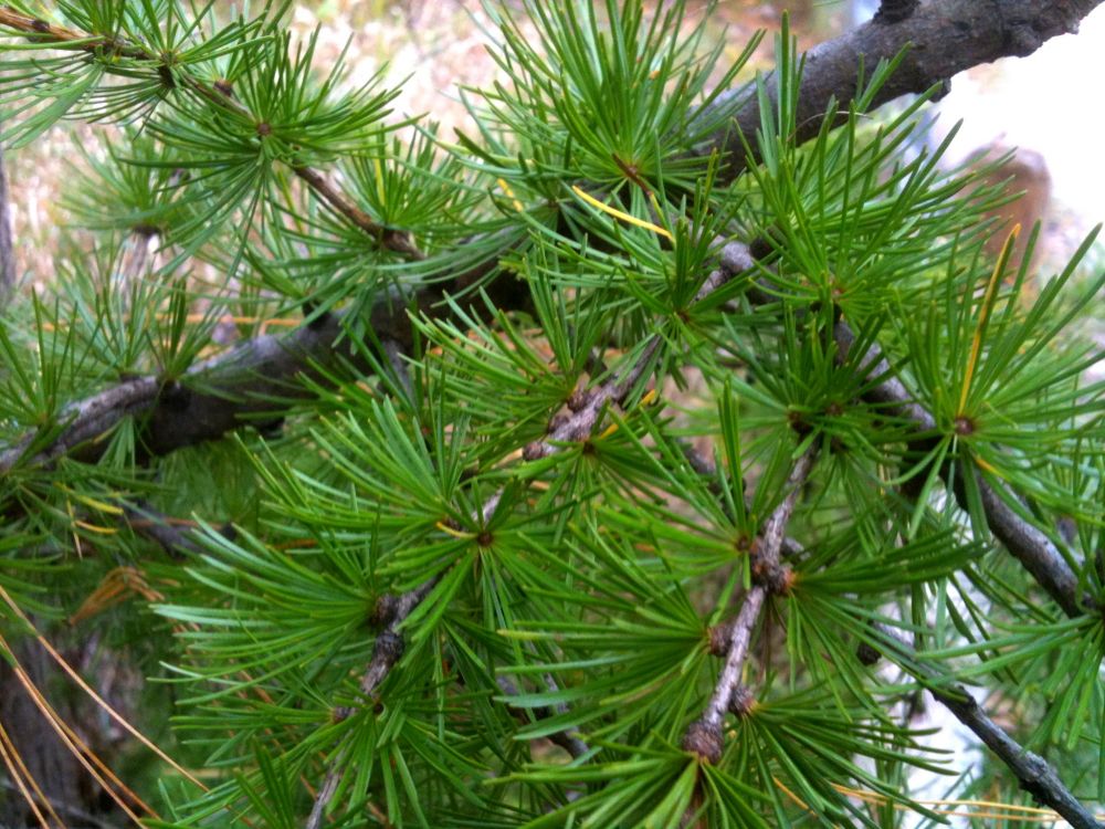 Tamarack: The unsolved mystery tree | LEAF | Local Enhancement &  Appreciation of Forests