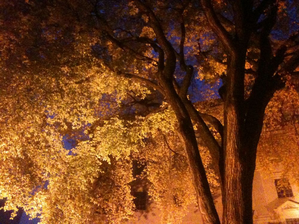 Halloween in the urban forest