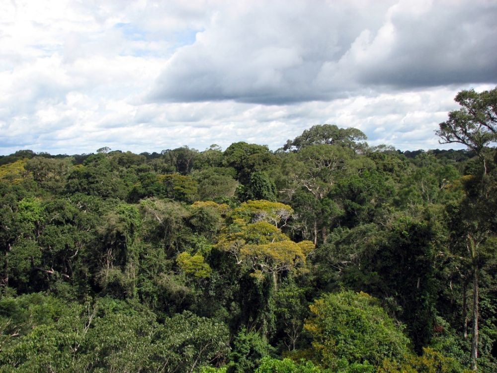 Amazon rainforest