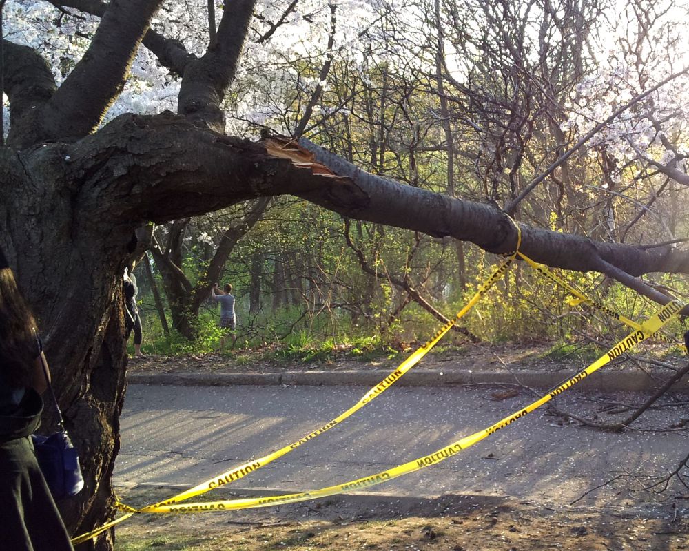 High Park - broken branches