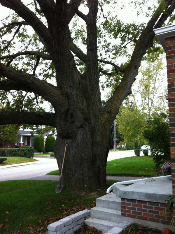 Neighbourhood tree