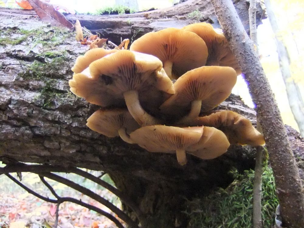 Wild mushrooms