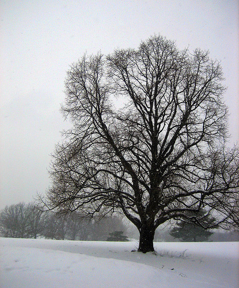 Winter Walks and Tree Detectives, LEAF