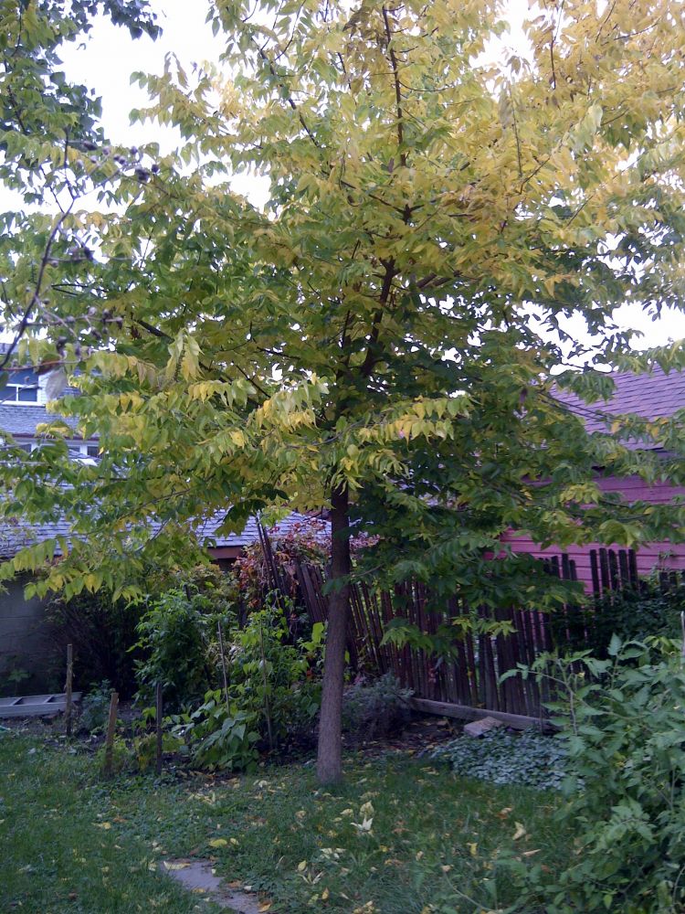 Hackberry backyard tree