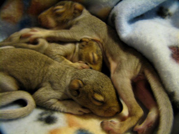 Baby Eastern Gray Squirrels