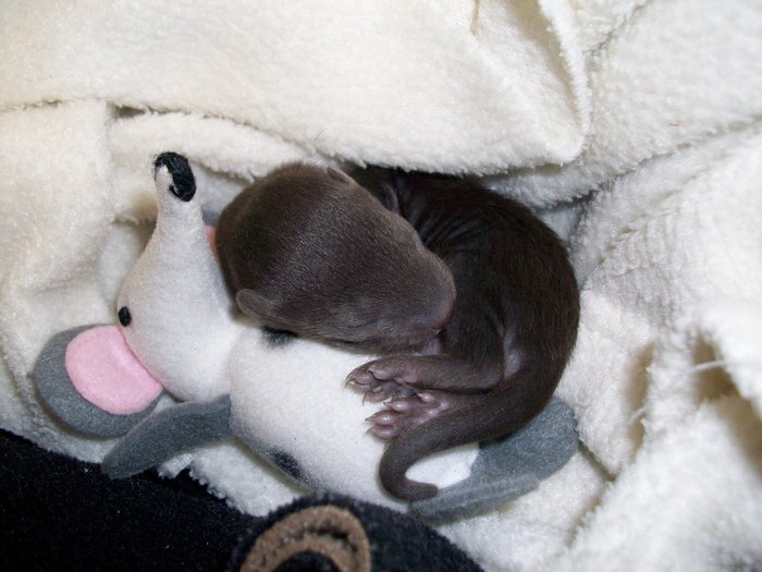 Baby animal