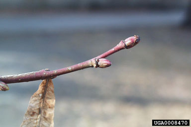 Basswood bud