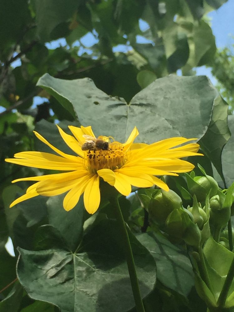 Honeybee visiting a flower