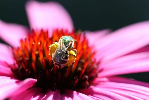 Native Bee