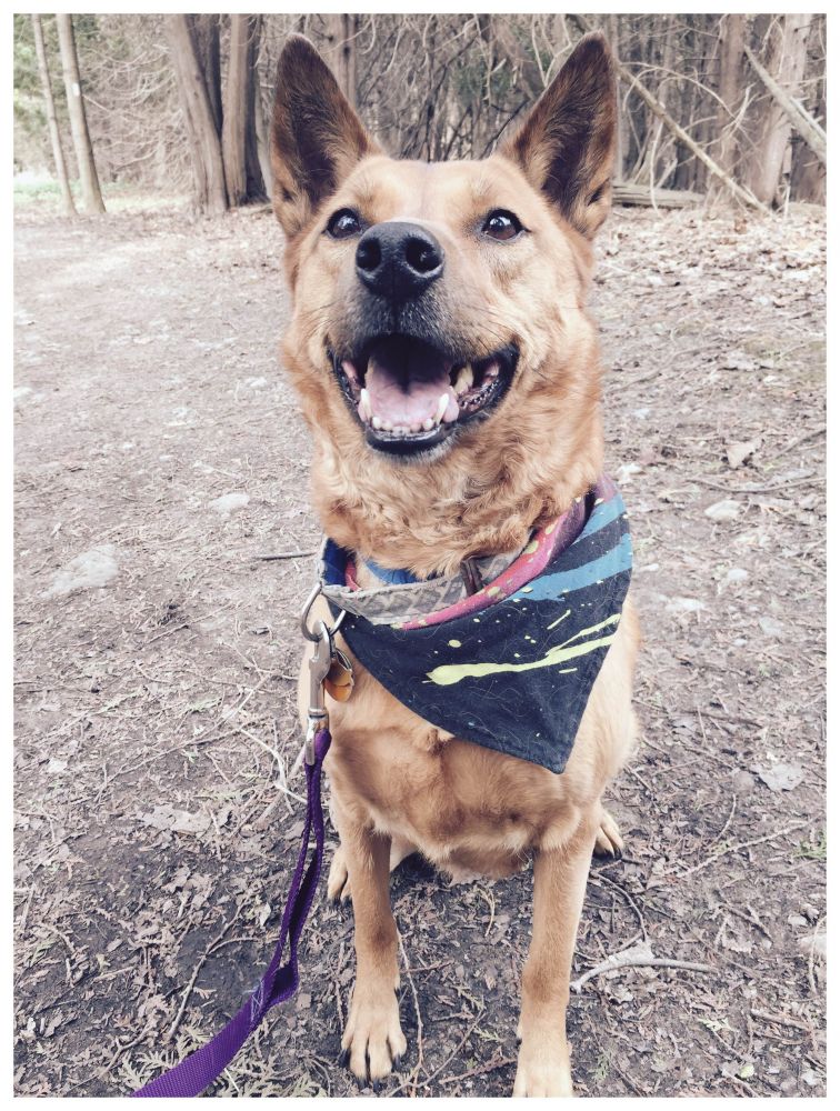 Bella’s first hike in the Rouge