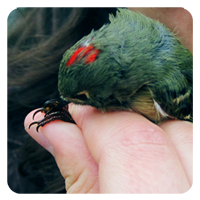 Ruby-crowned Kinglet