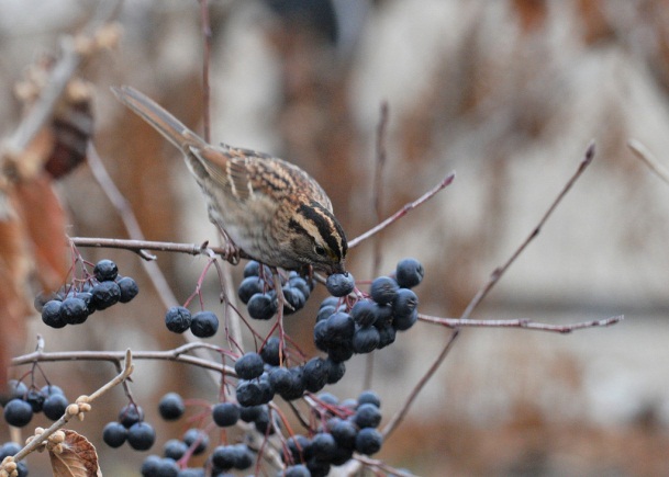 2013 Steven Severinghaus / flickr commons