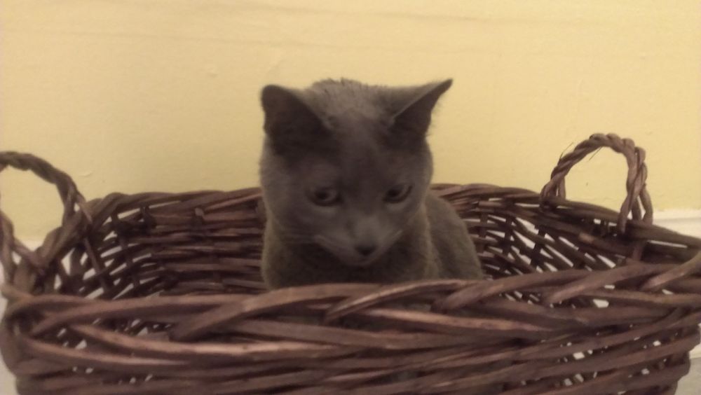 Jackie's cat Blink