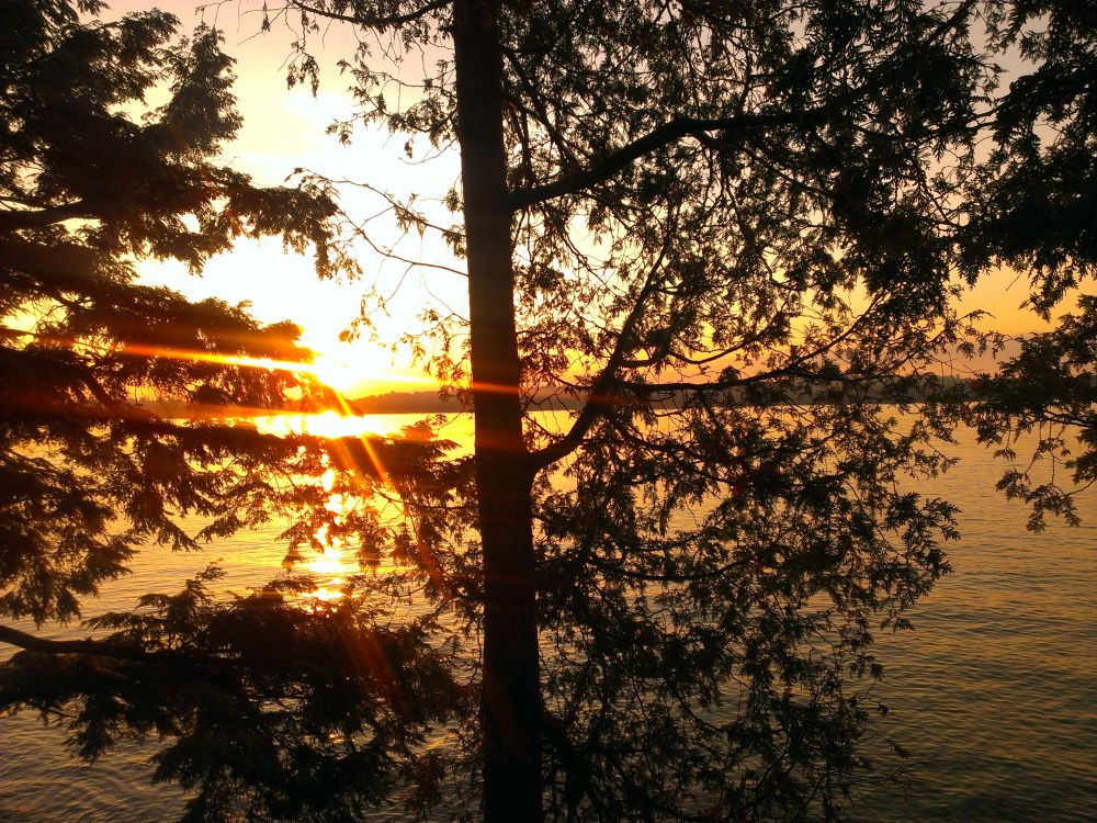 Trees at sunset