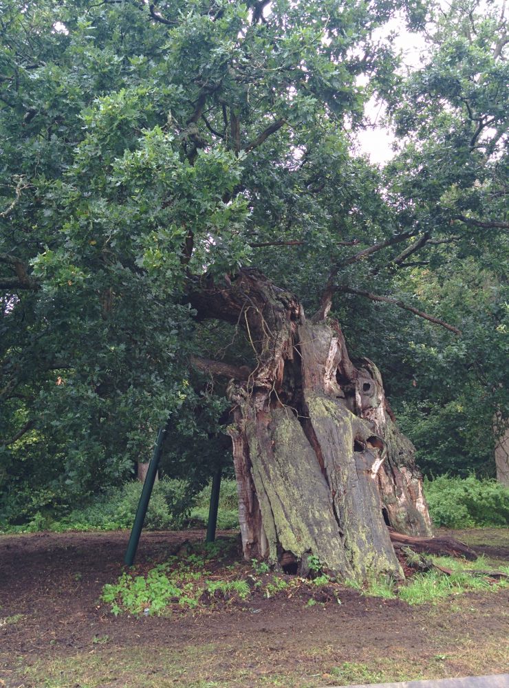 Gnarled tree