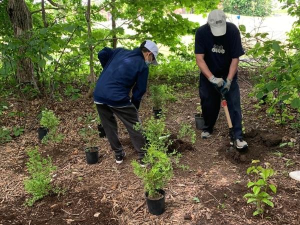 Photo of two people planting in a shaded woodlot