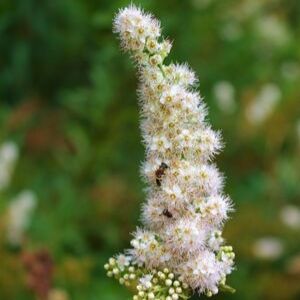 Native bee in a meadowsweet flower cluster