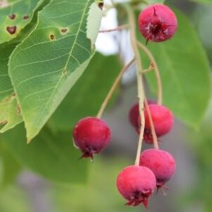 Serviceberry fruit on the branch