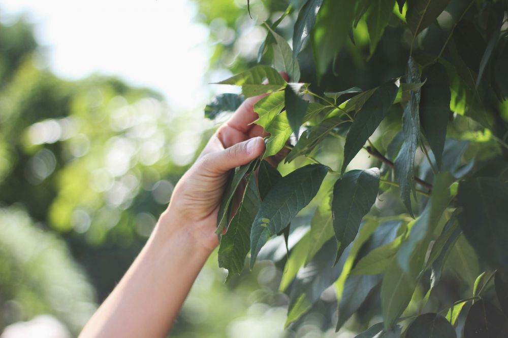 © 2014 Sammy Tangir/ LEAF