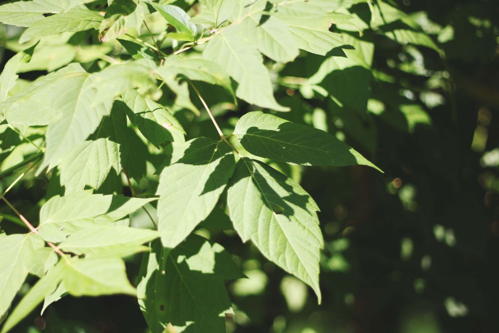 © 2014 Sammy Tangir/ LEAF