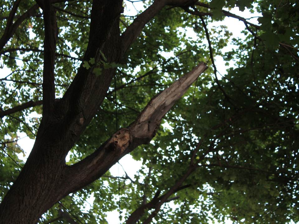 © 2014 Brenna Anstett / LEAF broken branch