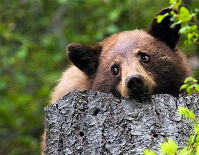 Grizzly Bear