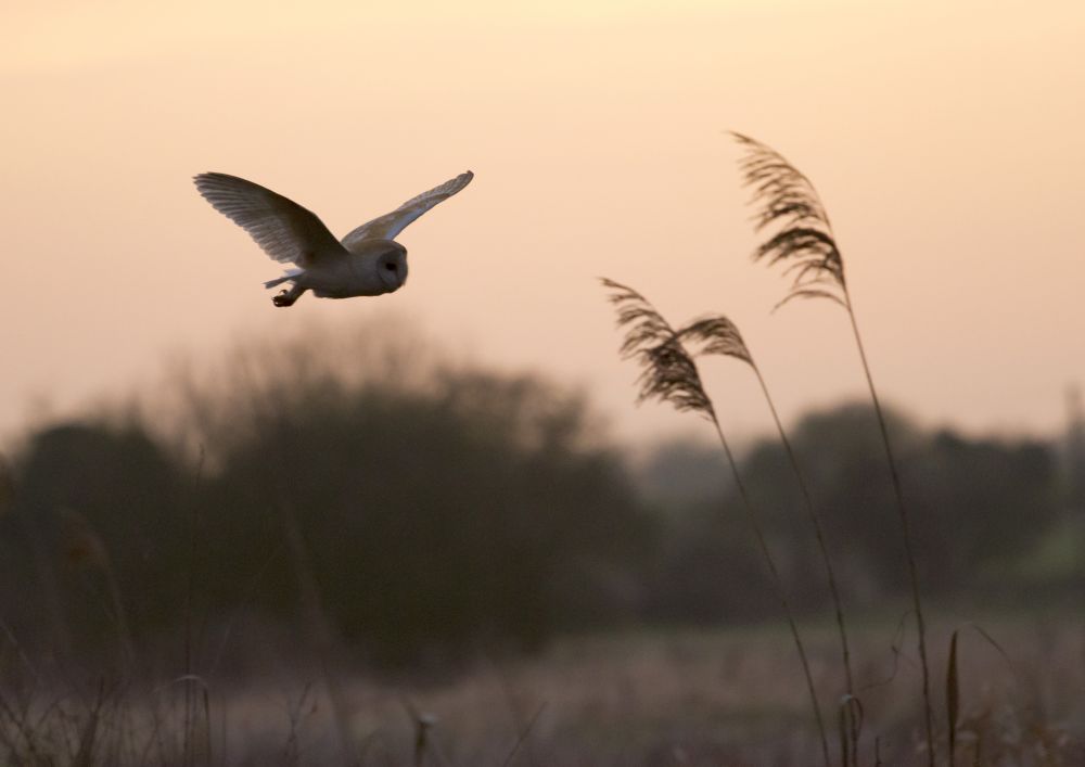 Barn Owl