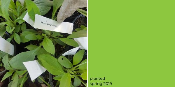 Native song bird kit planted in 2019