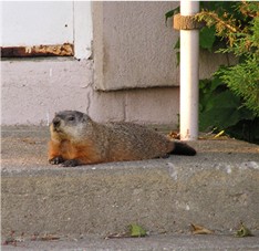 urban groundhog