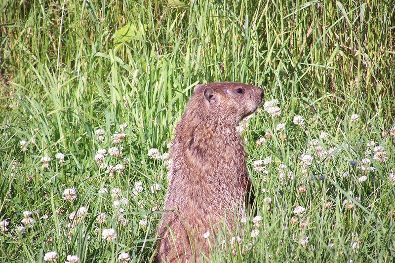 Groundhog in the field