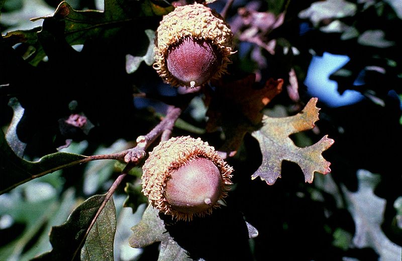 Bur oak acorn