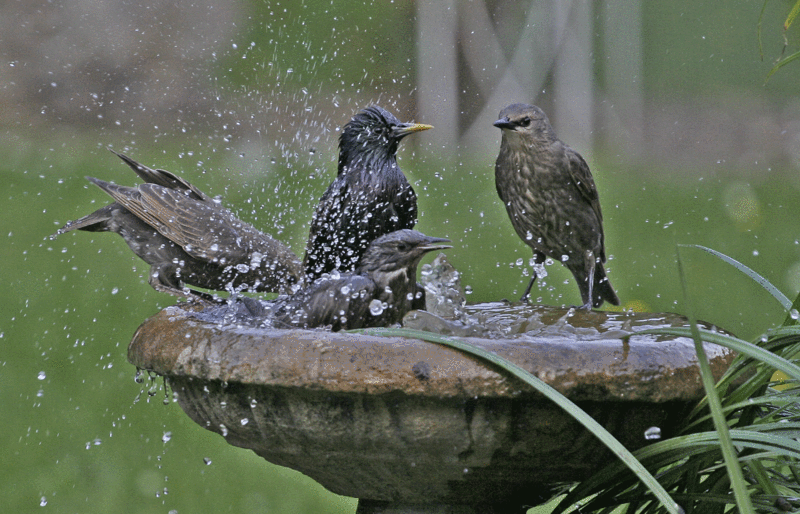 Bird bath