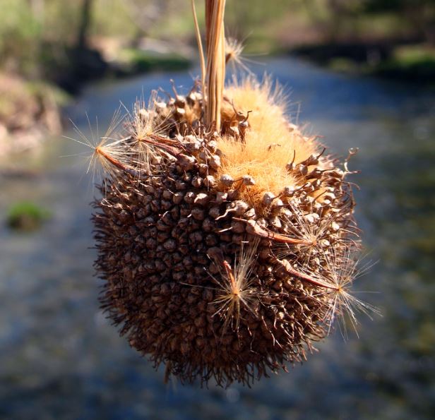 Sycamore Fruit