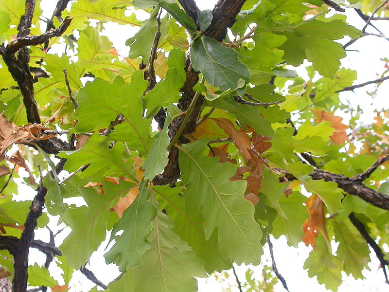Bur oak leaves