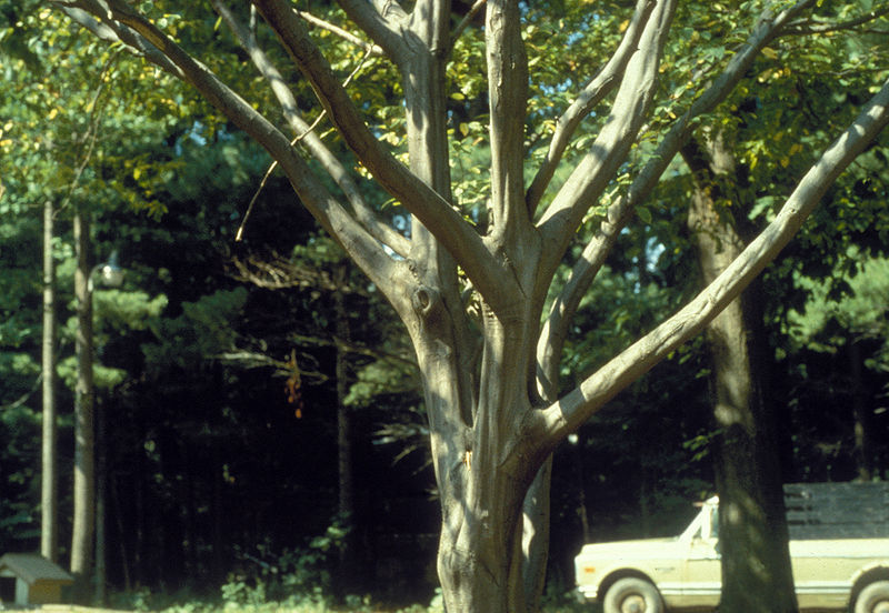 blue beech