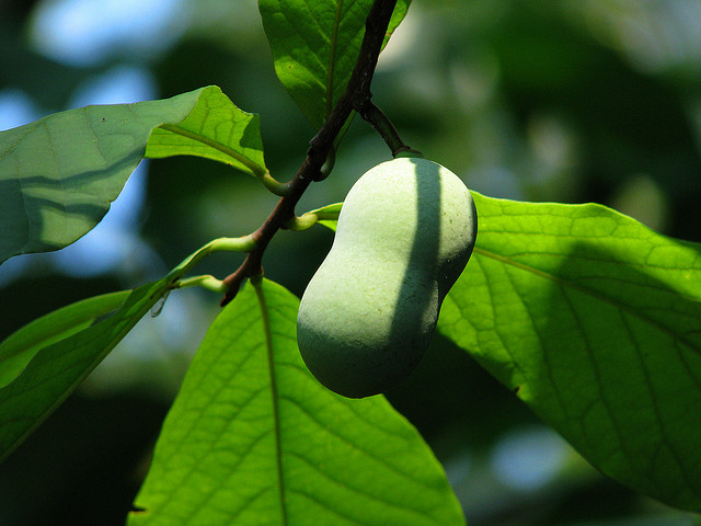 CC - 2008 bluedot11 / flickr creative commons pawpaw