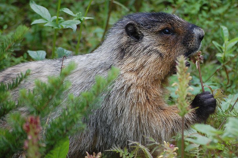 Groundhog dinner