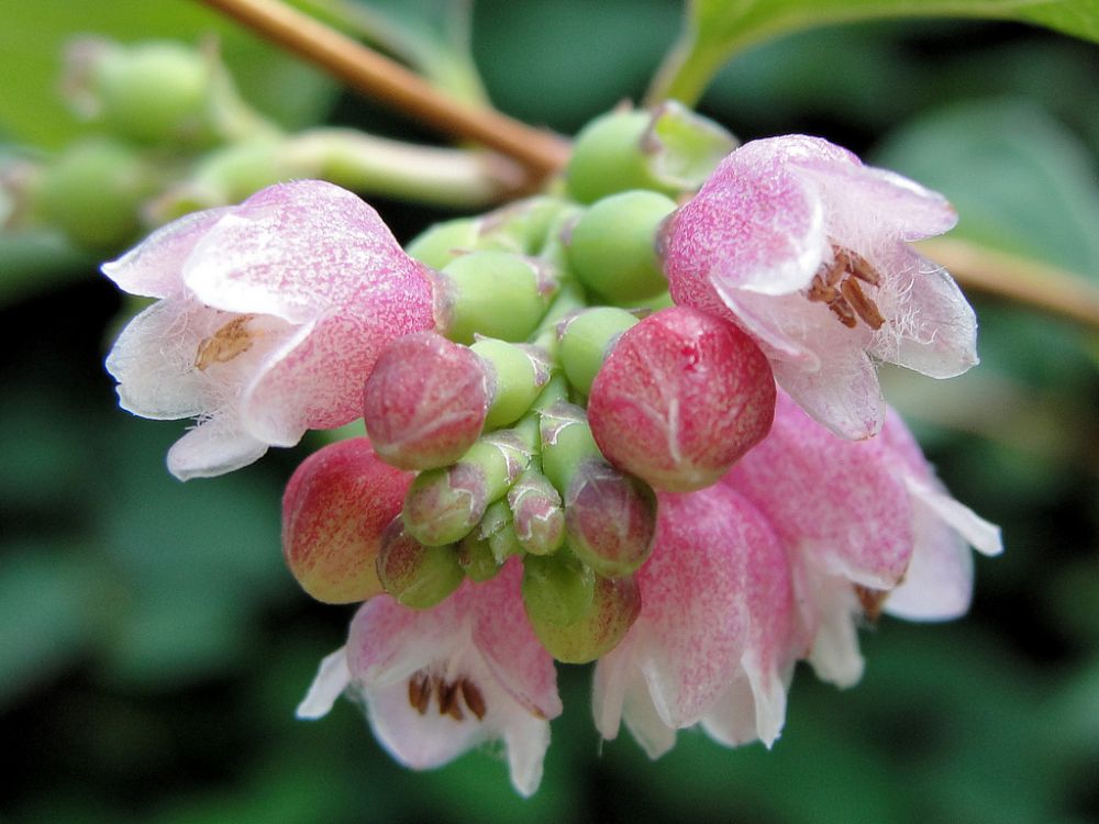 "Gewöhnliche Schneebeere" - Common Snowberry flower