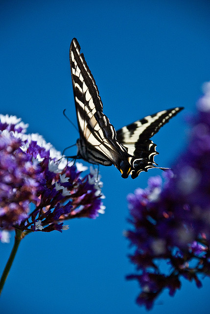 CC - 2008 Sreejith K flickr creative commons Spring forward