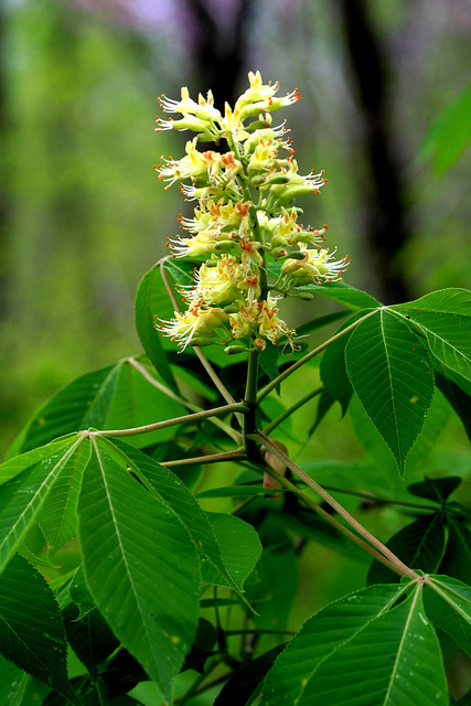CC - 2010 Powell Gardens / flickr creative commons Ohio buckeye flower