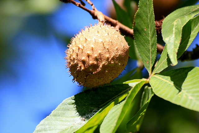 CC - 2011 Baye Hunter / flickr creative commons Ohio buckeye frui
