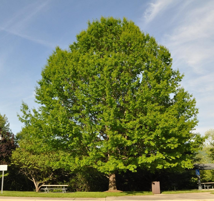 © 2011 - esywlkr - Flickr CC Red Oak