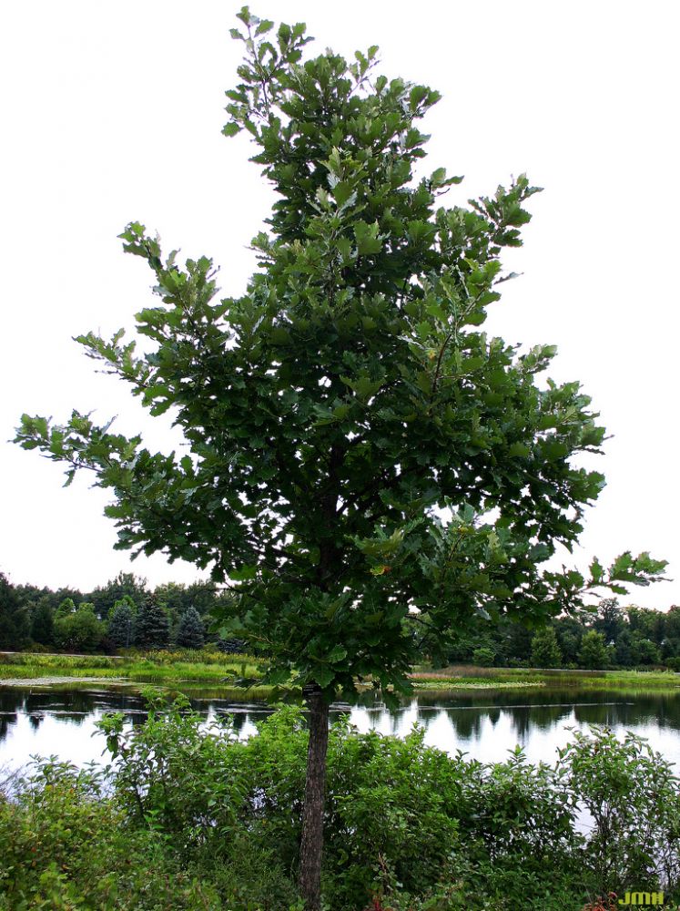 swamp while oak