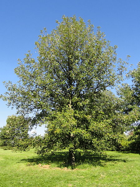 Bur oak