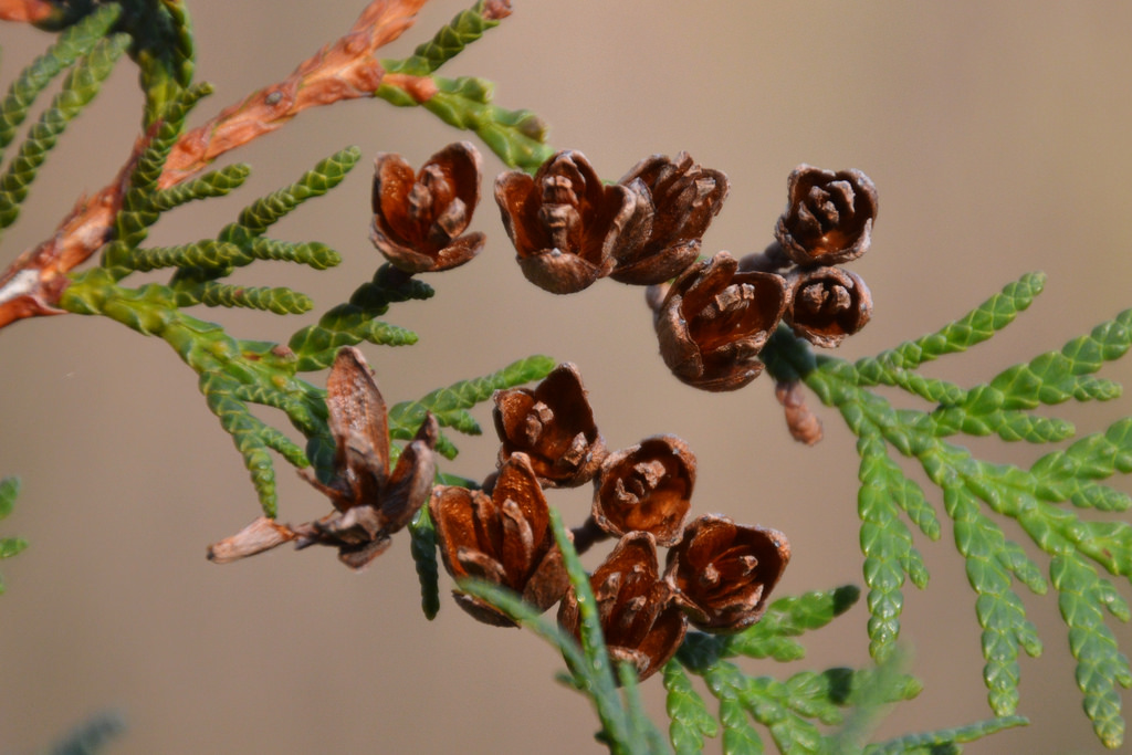 Eastern White Cedar Fruit