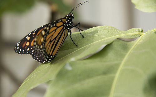 Monarch butterfly