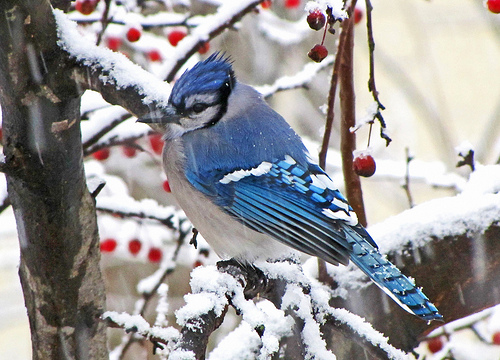 Blue Jay