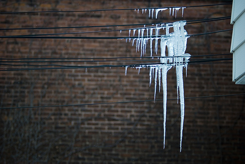 Icy temperatures across Southern Ontario unlikely to kill of EAB