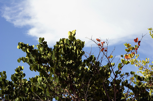 Wilted leaves